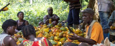 cocoa farmers